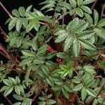Acaena elongata Otro