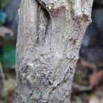 Berberis japonica Bark