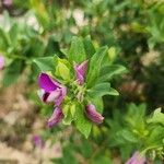 Polygala myrtifoliaBlüte