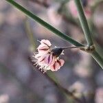 Eriogonum deflexum Flower