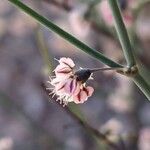 Eriogonum deflexum