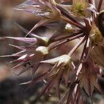 Allium atrorubens Blomma