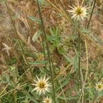 Centaurea calcitrapaLeaf