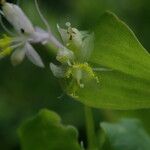 Streptolirion volubile Flower