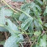 Betonica officinalis Blatt