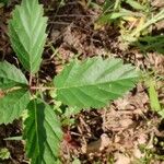 Rubus trivialis Leaf