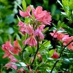 Rhododendron calendulaceum Libunga