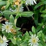 Mesembryanthemum nodiflorum Кветка