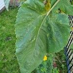 Helianthus giganteus ഇല