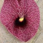 Aristolochia littoralis Fula