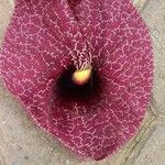 Aristolochia littoralis Flor