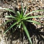 Eryngium paniculatum Habit