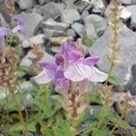 Scutellaria alpina Blüte