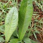 Elephantopus mollis Leaf