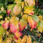 Parrotia subaequalisList