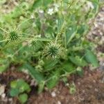 Geum laciniatumFruit