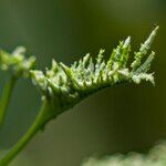 Mimosa bimucronata Flors