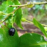 Vaccinium padifolium Folha