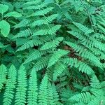 Dryopteris intermedia Hoja
