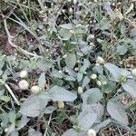 Acmella paniculata Hoja