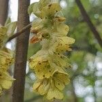 Corylopsis veitchiana