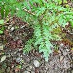 Cardamine impatiens Hostoa