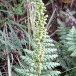 Anemia tomentosa Habit