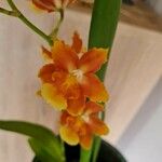 Oncidium crocidipterum Virág