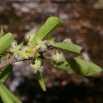 Ximenia americana Flower