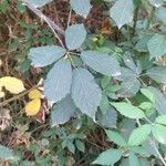 Rubus questieri Blad