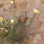 Scorzonera aristata Flower