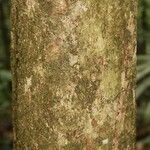 Pradosia ptychandra Bark