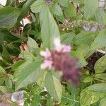 Ocimum americanum Bloem