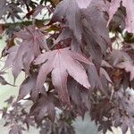 Acer palmatumFolha