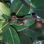 Mammea americana Fruit