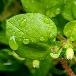 Stellaria media Blatt