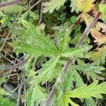 Potentilla inclinata Leaf