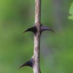 Zanthoxylum chalybeum बार्क (छाल)