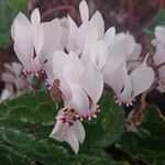 Cyclamen africanum Virág