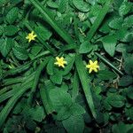 Hypoxis decumbens Hàbitat