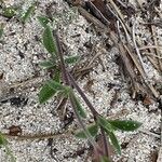 Silene sericea Leaf