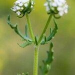 Valerianella discoidea Лист