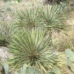 Yucca constricta 整株植物