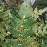 Berberis japonica Leaf