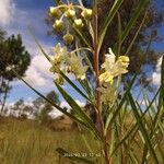 Gomphocarpus fruticosus Fleur