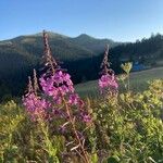 Epilobium angustifoliumफूल