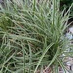 Carex morrowiiBlatt