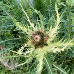 Cirsium spinosissimumFlower