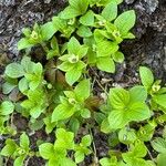 Cornus unalaschkensis Frunză