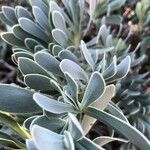 Hertia cheirifolia List